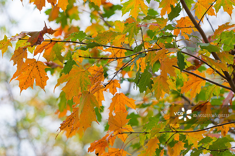 秋天，低角度看树上的枫叶图片素材