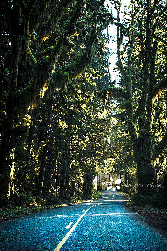 通往自然之路，林中林中空旷之路图片素材