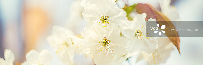 春季开花的树枝选择性聚焦图片素材