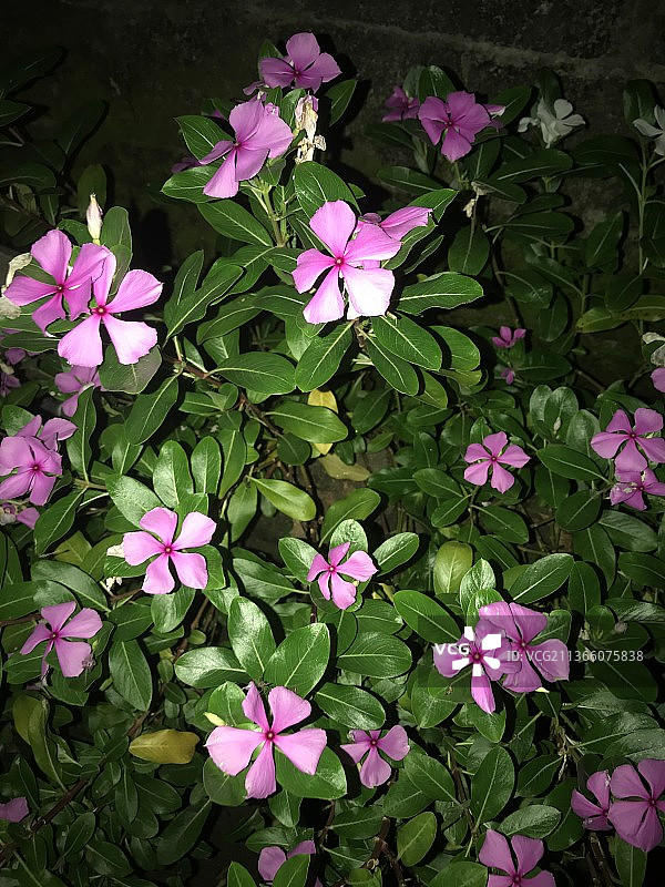粉红色的花，高角度的粉红色开花植物，印度尼西亚图片素材