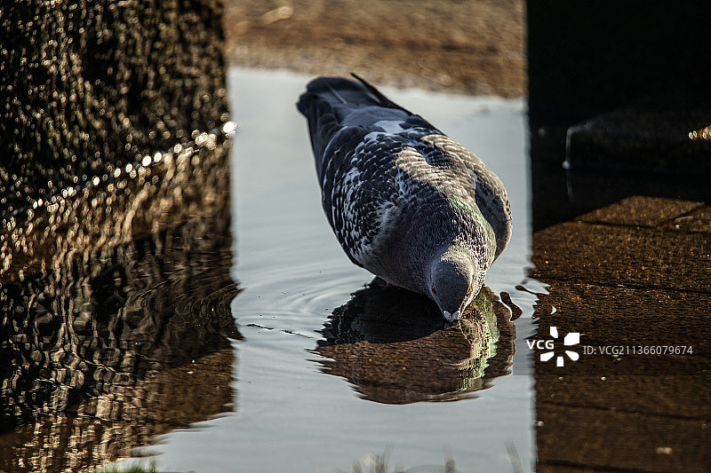 鸽子在喝水，鸽子栖息在湖上的特写图片素材