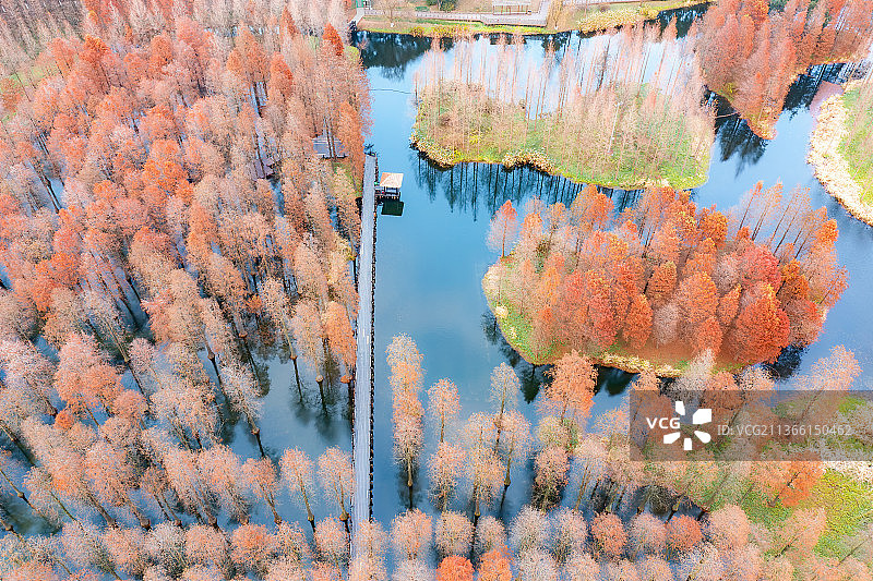 上海松江青西郊野公园秋景航拍图片素材