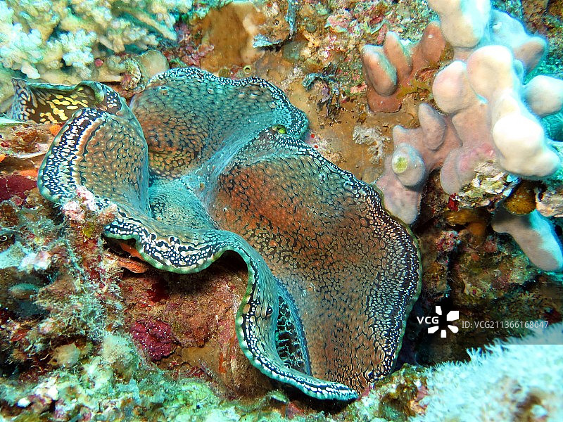 巨型蛤，珊瑚礁图片素材