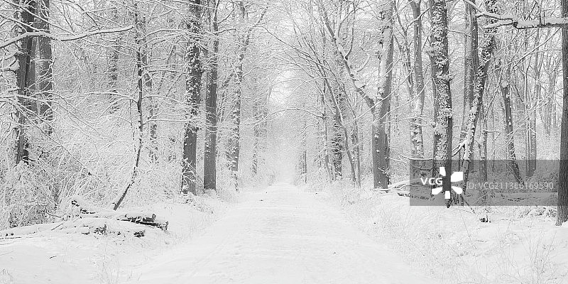经典森林II，冬季，德国，冈德凯塞，斯坦纳姆，森林中树木密布的空旷道路图片素材