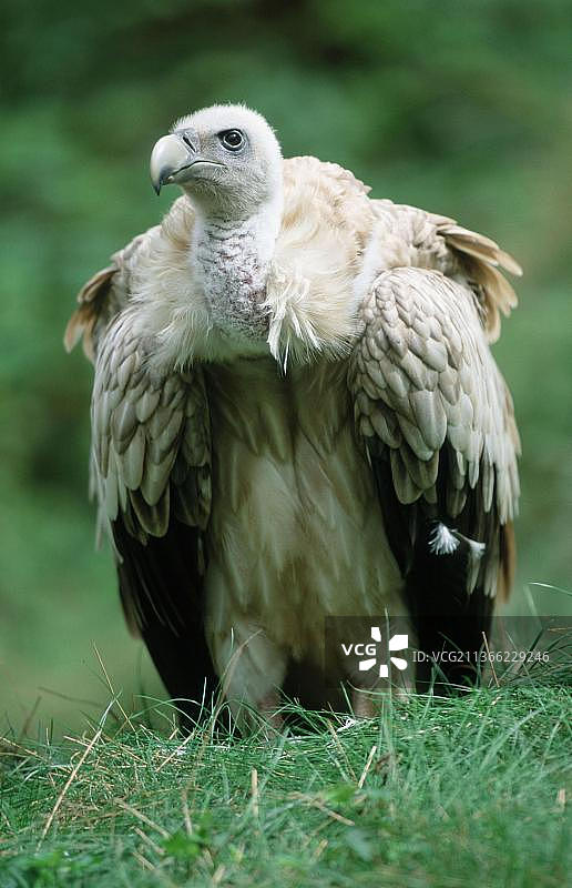 喜马拉雅兀鹫(Gyps ensis)图片素材