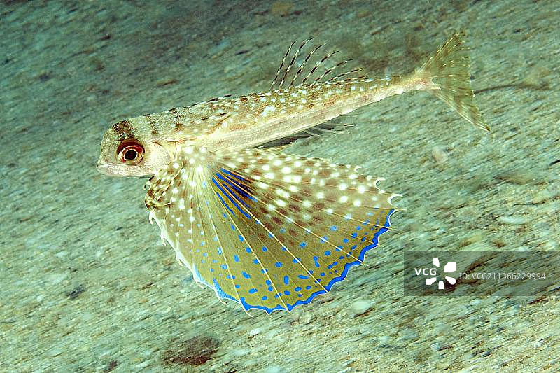 飞行鲂鱼(Dactylopterus volitans)，马耳他，欧洲图片素材