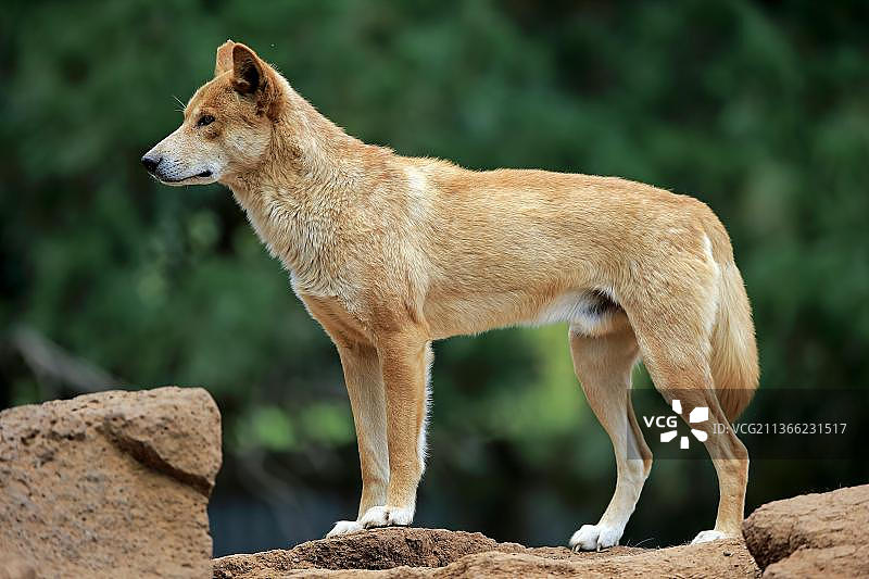 澳洲野狗(Canis familiaris Dingo)，成年在岩石，菲利普岛，吉普斯兰，维多利亚，澳大利亚，大洋洲图片素材