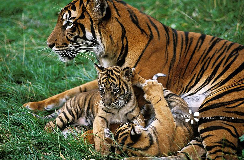 苏门答腊虎(panthera tigris sumatrae)，母亲带着幼崽图片素材