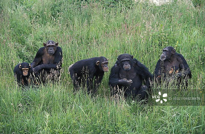 黑猩猩(泛穴居动物)，成年和幼年黑猩猩的群体图片素材
