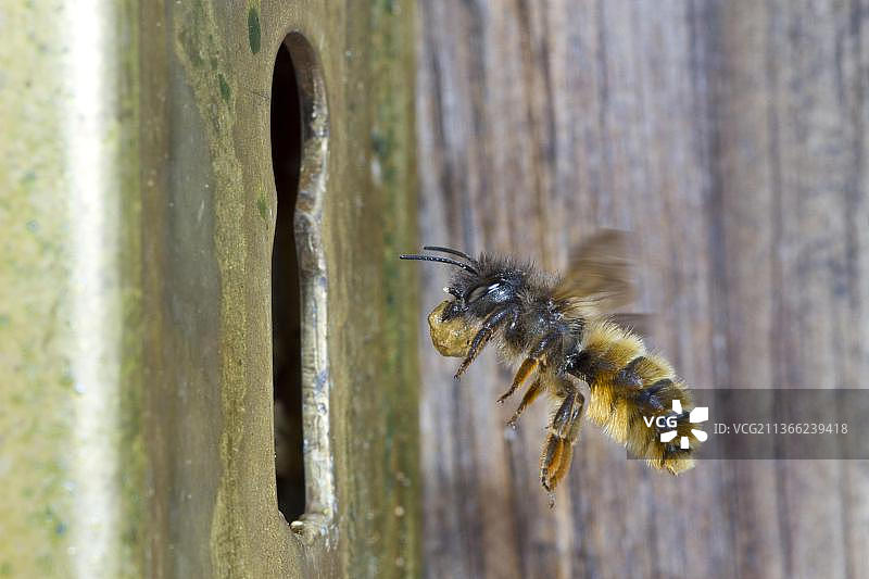 红色泥石蜂(Osmia bicornis)，一只飞行中的成年雌性，带着一个门锁上的泥球到达她的巢穴。波伊斯，威尔士，英国，欧洲图片素材