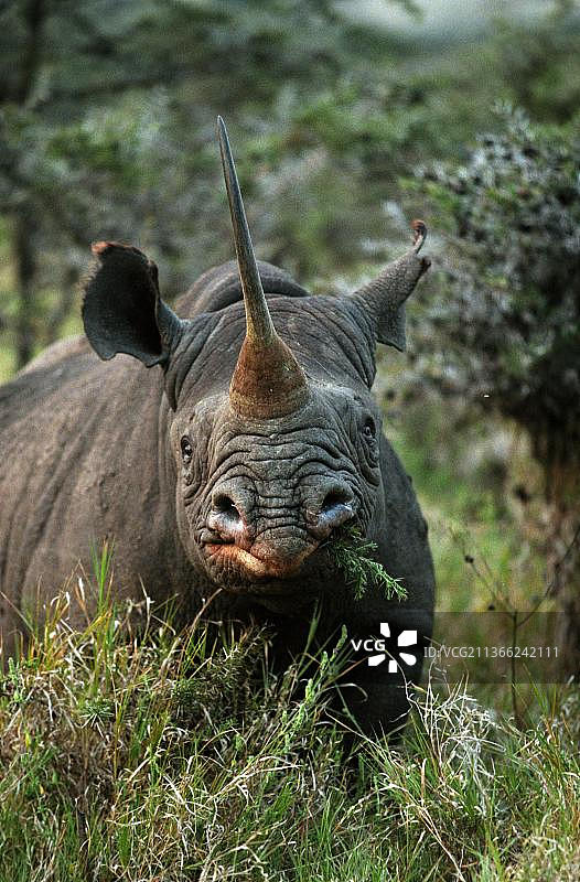 黑犀牛(diceros bicornis)，成年在布什，肯尼亚图片素材