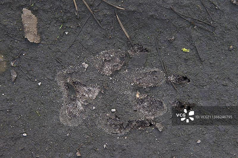 近距离拍摄灰狼，泥地里的灰狼脚印显示出爪印图片素材