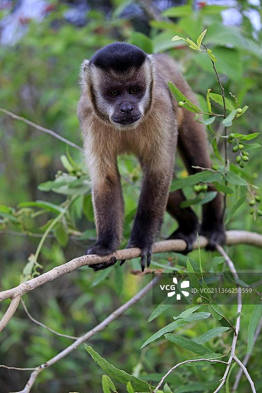 簇毛卷尾猴(Cebus apella)，潘塔纳尔，马托格罗索，巴西，南美洲图片素材