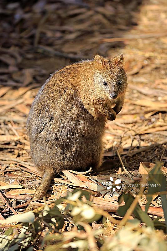 短尾矮袋鼠(Setonix brachyurus)，成年，澳大利亚，大洋洲图片素材