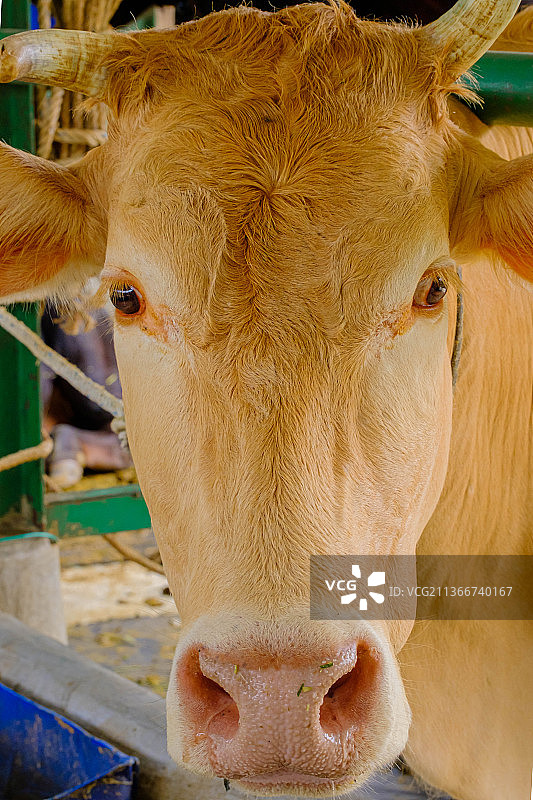 牛脸在马来西亚，农场奶牛特写肖像，马六甲，马来西亚图片素材