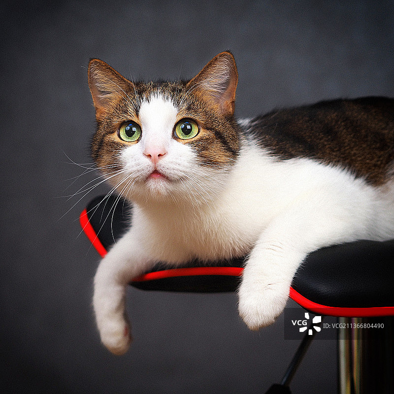 姜饼猫，猫坐在椅子上的特写图片素材