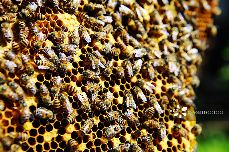 蜂巢图片素材