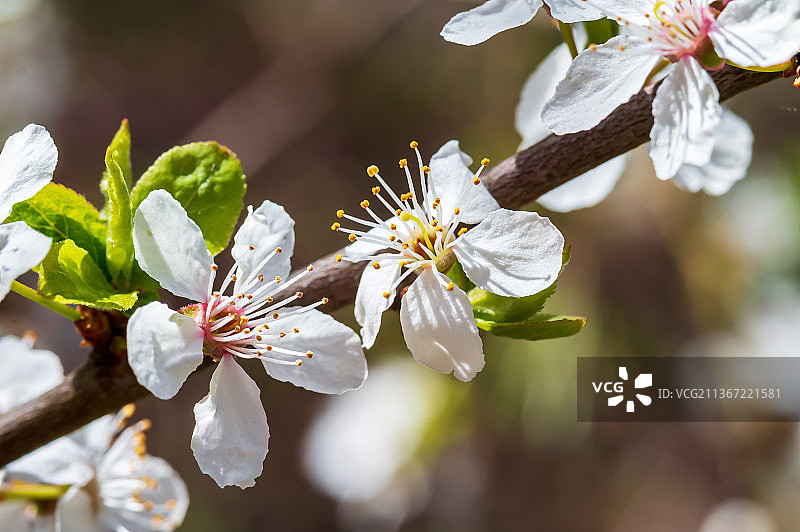 一棵樱花树春天开了花，俄罗斯图片素材