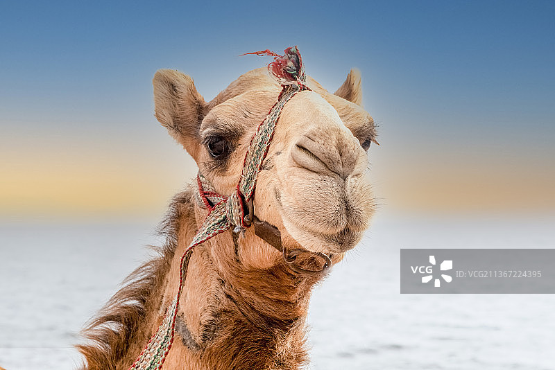 骆驼肖像，单峰骆驼与天空的特写图片素材