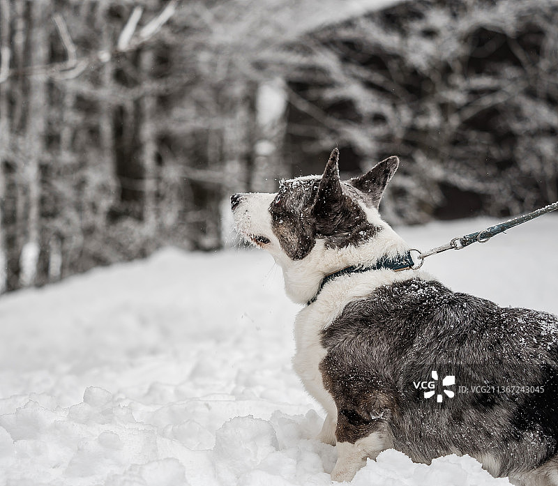 有趣的柯基犬在冬天的森林里玩雪图片素材