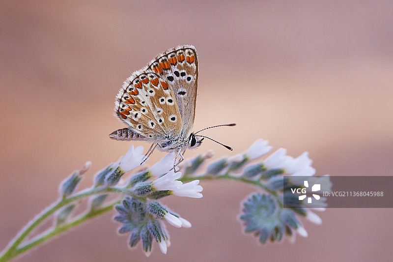 Okgzl Esmer Polyommatus agestis，蝴蝶在花上授粉的特写，马拉提亚，土耳其图片素材