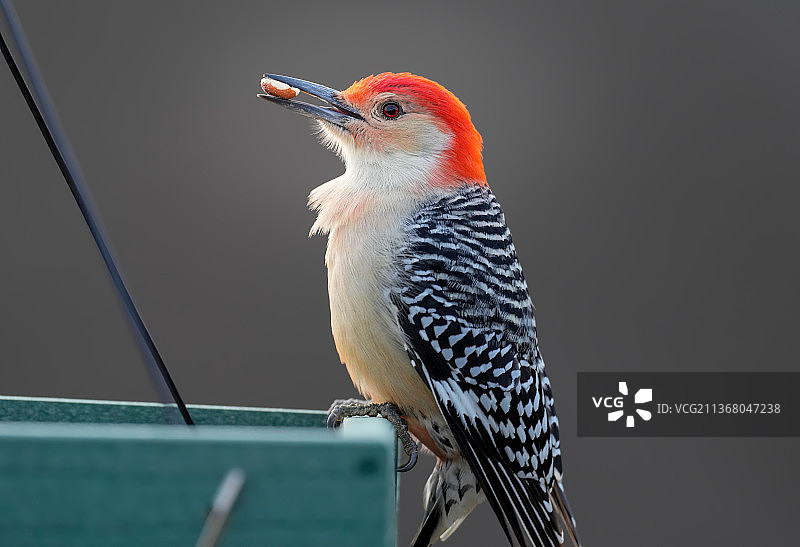 带花生的红腹啄木鸟，啄木鸟栖息在栏杆上的特写，弗里克公园，美国，美国图片素材