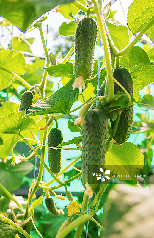 自制黄瓜栽培与收获选择性聚焦图片素材