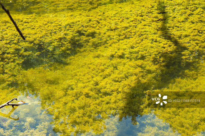 森林里清澈的湖水，透过它你可以看到绿色图片素材