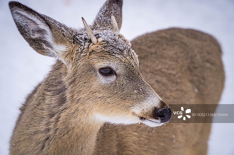鹿，白色的特写站在田野上，蒙特贝洛，加拿大图片素材