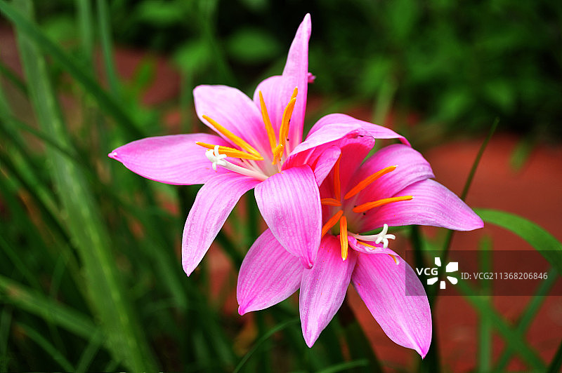 一束花，近距离的粉红色开花植物图片素材