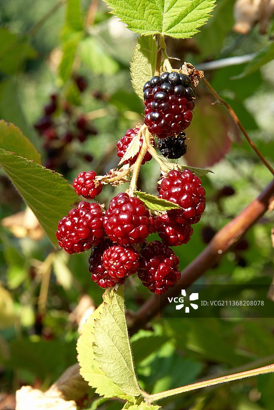 黑莓，生长在树上的浆果的特写图片素材