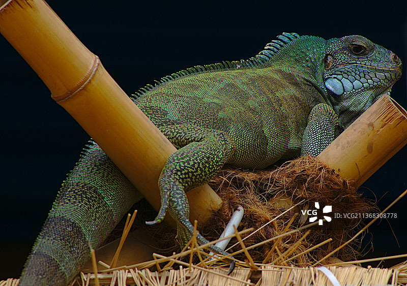格纳·勒关，绿色鬣蜥在德国莱茵堡的木头上的特写图片素材
