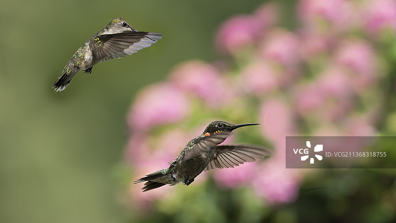 追逐正在进行，蜂鸟飞过花朵的特写，高脊，密苏里州，美国图片素材