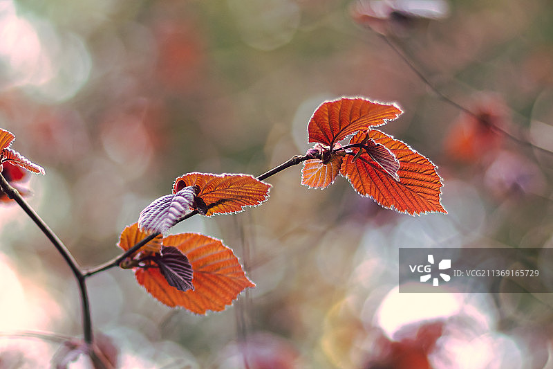 春天的美丽，橙色开花植物的特写，维特林根，格拉德贝克，德国图片素材
