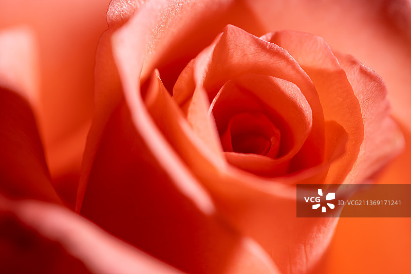 情人节的红玫瑰，玫瑰的特写图片素材