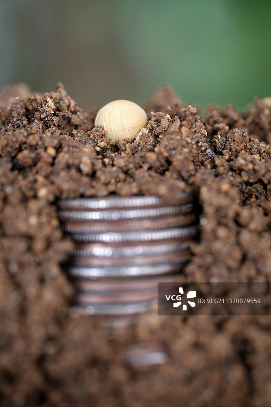土壤里埋藏着美元硬币和土壤上的豆种图片素材