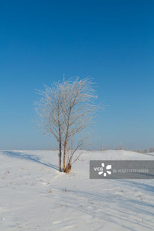冬天雪地上的雾凇，雪地上的树图片素材