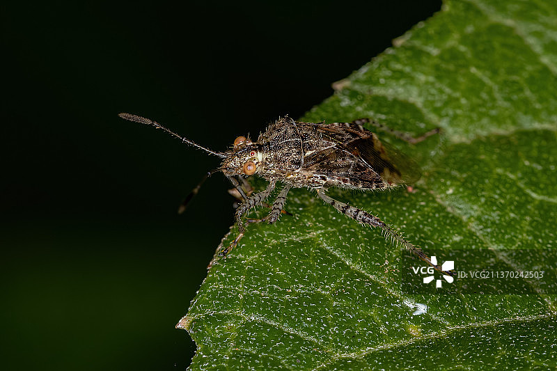 成年无嗅植物虫，昆虫在叶子上的特写图片素材