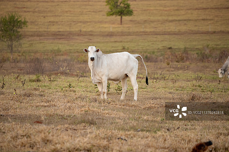 农场里的成年奶牛，奶牛站在草地上的侧视图图片素材