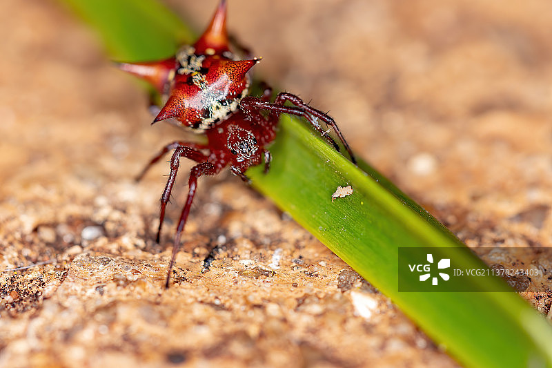红色小圆网蝽，叶片上昆虫的特写图片素材