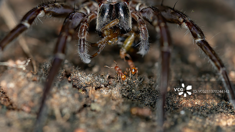 巴西狼蛛，蜘蛛在网上的特写图片素材