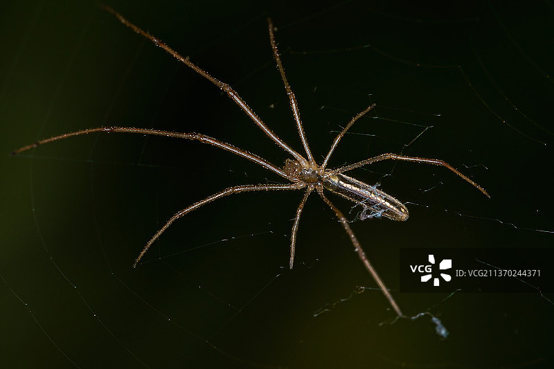 长颌Orbweaver蜘蛛，蜘蛛在网上的特写图片素材