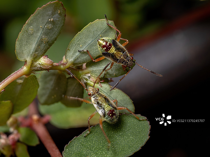 无味植物虫若虫，植物上昆虫的特写图片素材