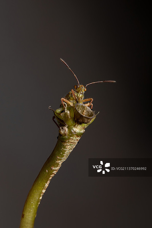 无气味的植物虫若虫，近距离昆虫对黑色背景植物图片素材