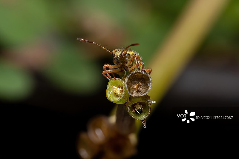 无味植物虫若虫，植物上昆虫的特写图片素材