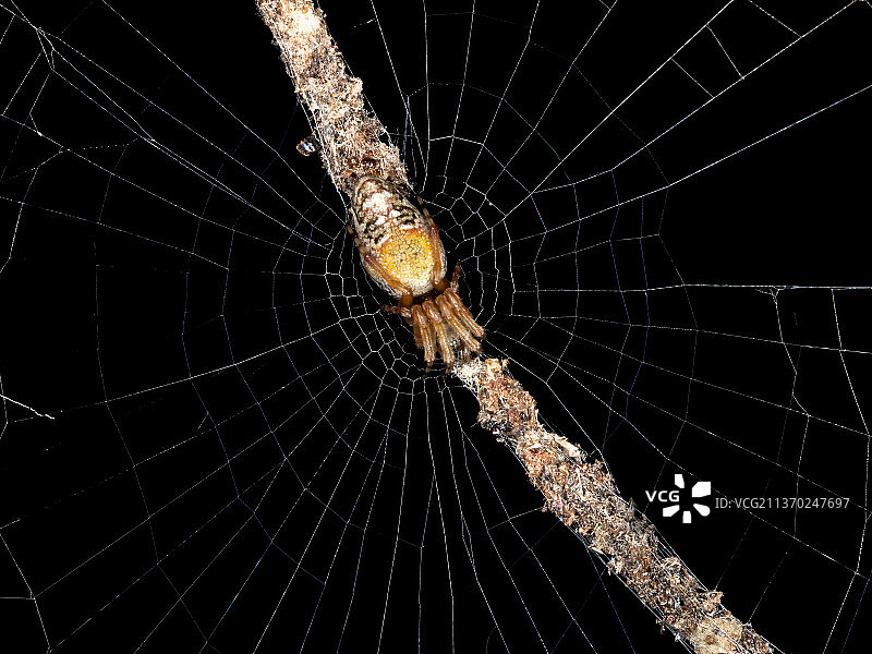 巴西垃圾线Orbweaver，蜘蛛在网上的特写图片素材