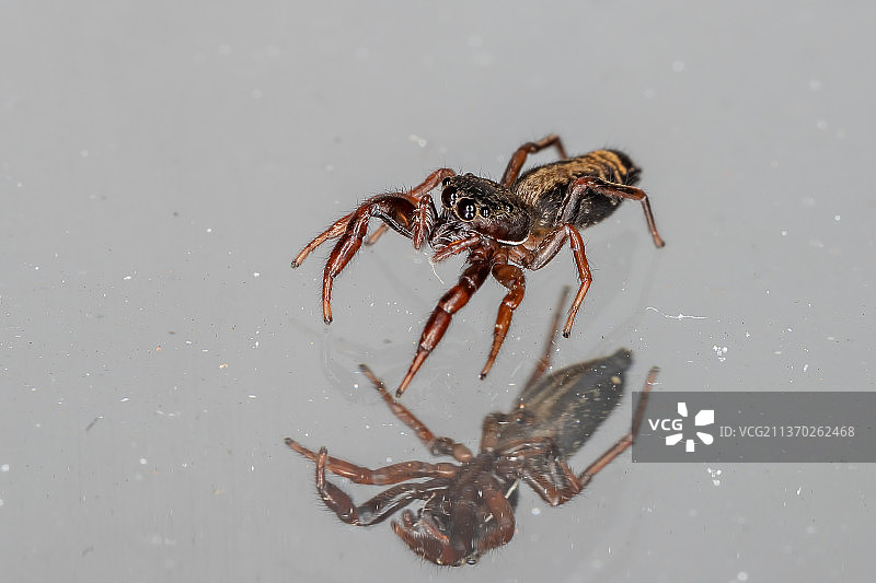 小跳蛛，蜘蛛在网上的特写，巴西图片素材