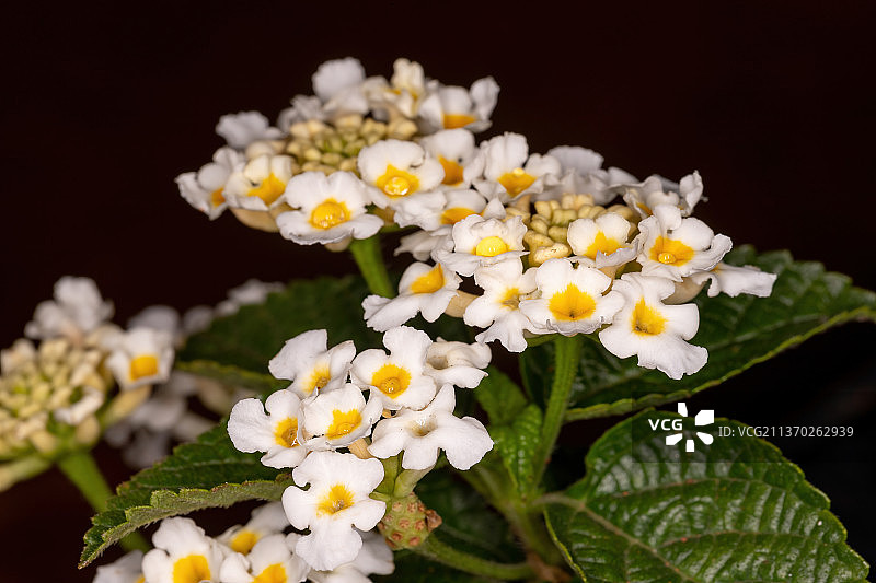 普通马缨丹花，白色开花植物的特写镜头，巴西图片素材