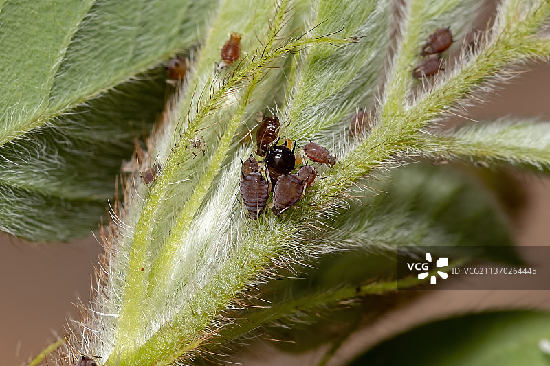 小棕蚜虫，植物上昆虫的特写图片素材