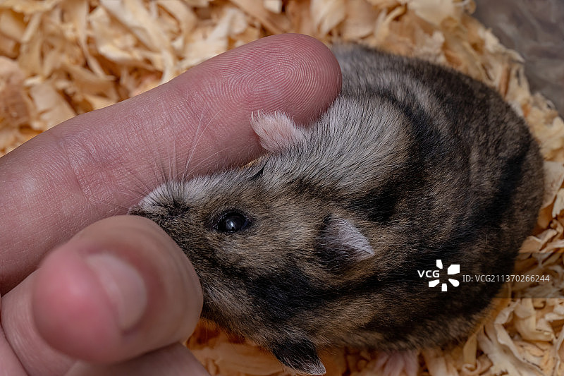 坎贝尔侏儒仓鼠，手握刺猬的特写镜头图片素材